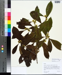 Osmanthus americanus image