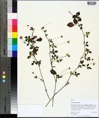 Rubus flagellaris image