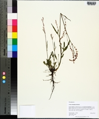 Rumex hastatulus image