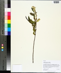 Leucothoe racemosa image