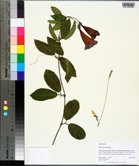 Bignonia capreolata image