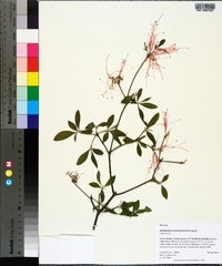 Rhododendron canescens image