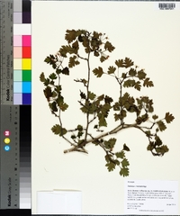 Crataegus marshallii image