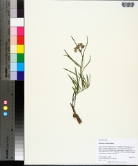 Asclepias michauxii image