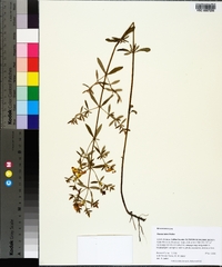 Rhexia lutea image