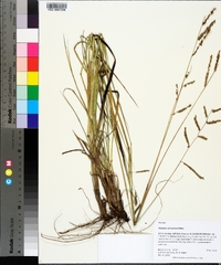 Paspalum plicatulum image