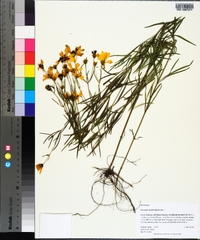 Coreopsis delphiniifolia image