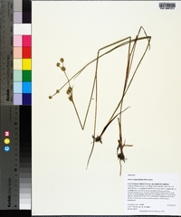 Juncus megacephalus image