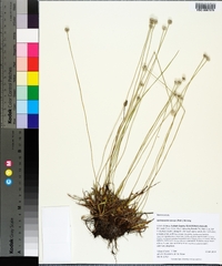 Lachnocaulon anceps image