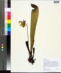 Sarracenia minor image