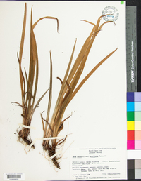 Iris verna image