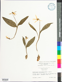 Erythronium umbilicatum image