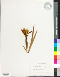 Iris verna image