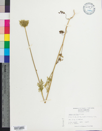 Daucus pusillus image