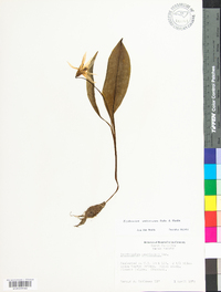 Erythronium umbilicatum image