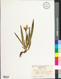 Iris cristata image