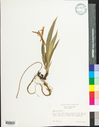 Iris cristata image