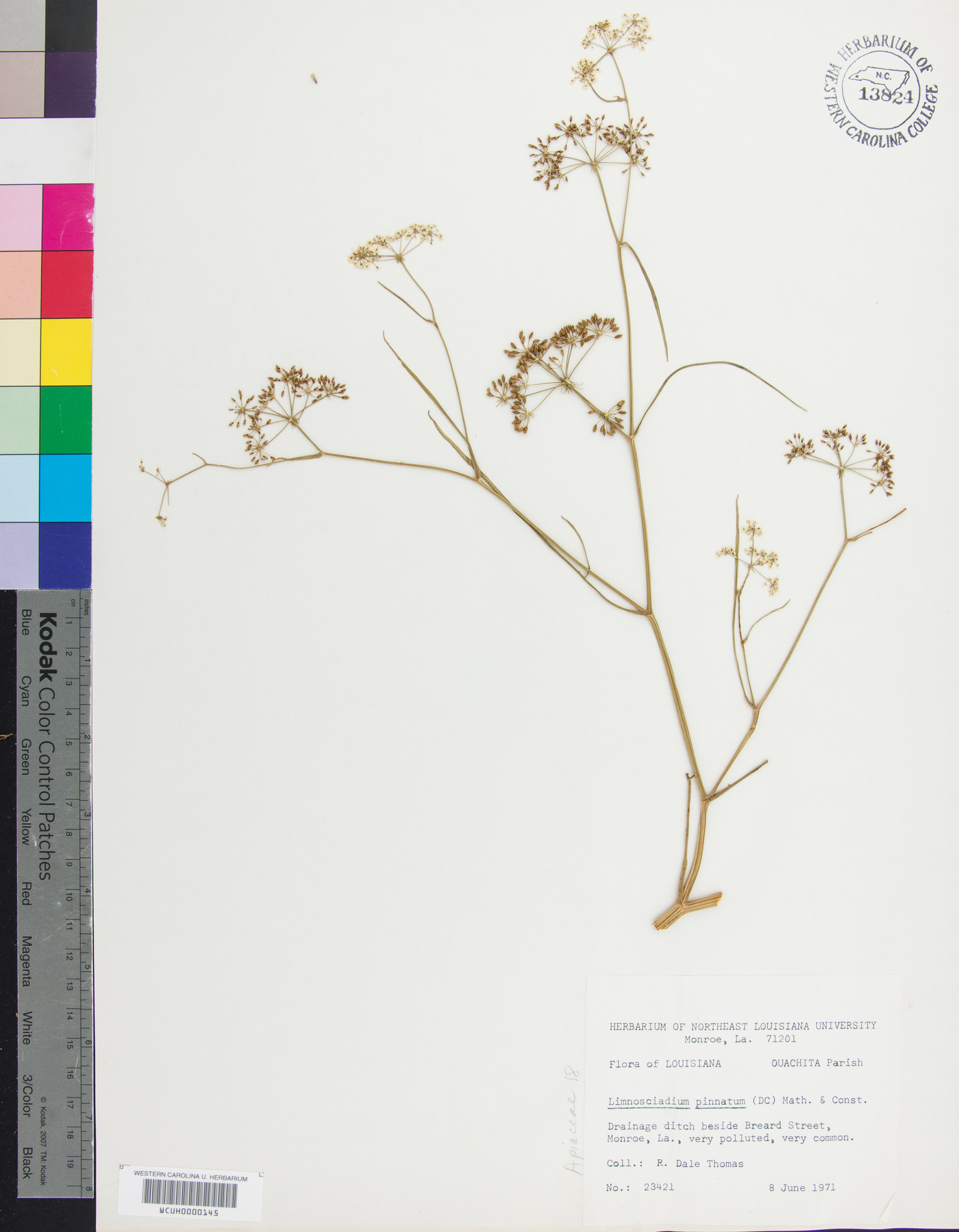 Limnosciadium pinnatum image