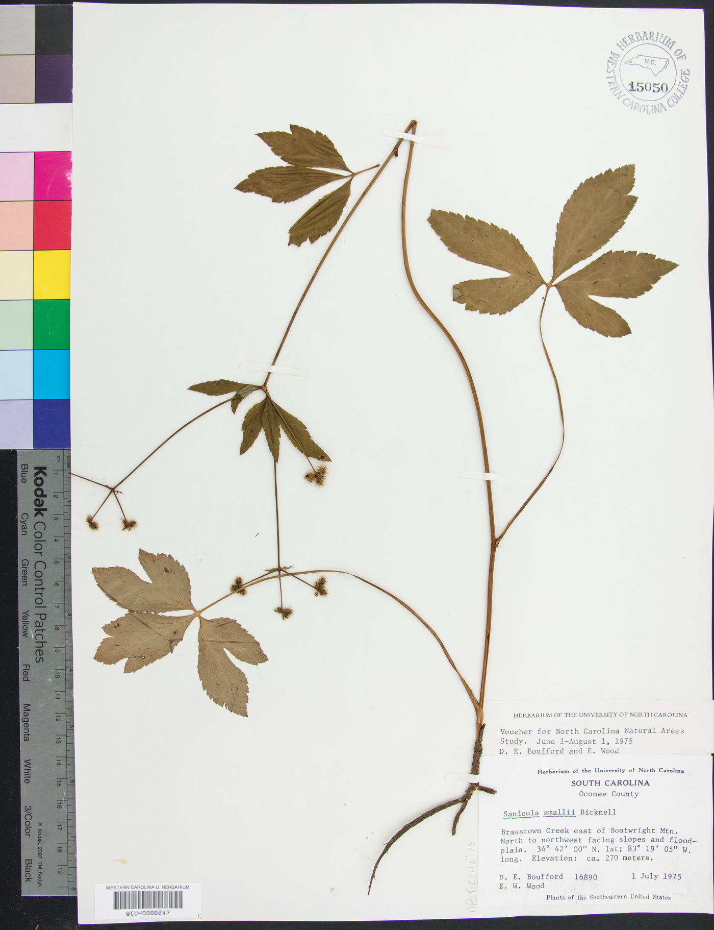 Sanicula smallii image