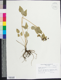 Thaspium trifoliatum var. trifoliatum image