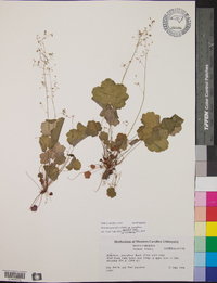 Heuchera parviflora image