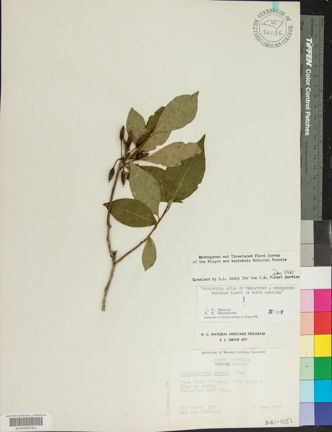 Rhododendron vaseyi image