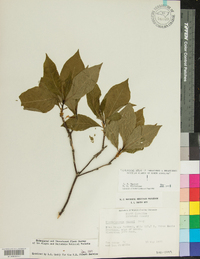 Rhododendron vaseyi image