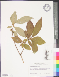 Rhododendron vaseyi image