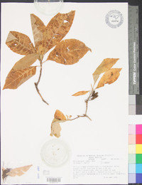 Rhododendron vaseyi image