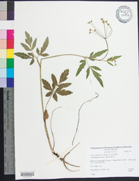 Zizia trifoliata image