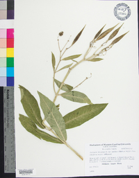 Asclepias incarnata subsp. pulchra image