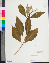 Asclepias exaltata image