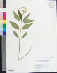 Asclepias quadrifolia image