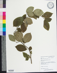 Ilex ambigua image