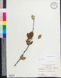 Ilex ambigua image