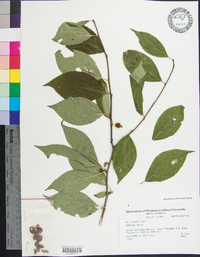 Ilex ambigua image