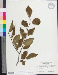 Ilex ambigua image