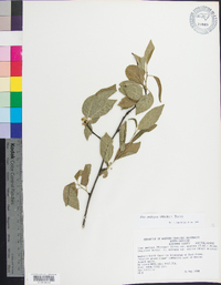 Ilex ambigua image