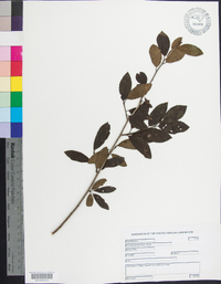 Ilex amelanchier image