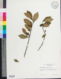 Ilex coriacea image