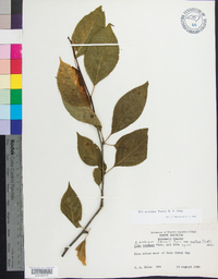 Ilex montana image