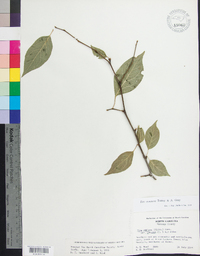 Ilex montana image