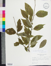 Ilex montana image