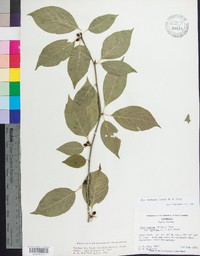 Ilex montana image