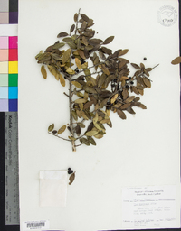 Ilex vomitoria image