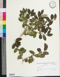 Ilex vomitoria image