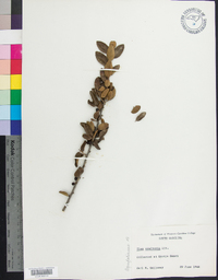 Ilex vomitoria image