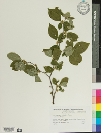 Ilex ambigua image