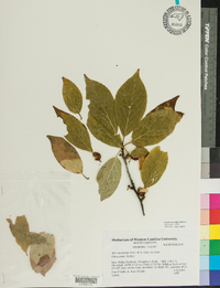 Ilex montana image