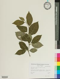 Ilex montana image